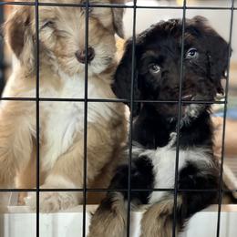 Goldendoodle Puppies from DM Hilltop FURfamily