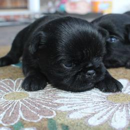 Girl 1 - Black female Brussels Griffon puppy in Huntsville, Alabama from Tammy's Brussels