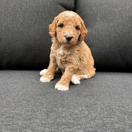 Yankee Doodle - Red  female Goldendoodle puppy in Gower, Missouri from Hillside Paws