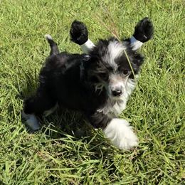 Bonnie Ii Long Star Angel - Black and white female Chinese Crested puppy in Amarillo, Texas from Victoria's Chinese Cresteds Long Star Angels