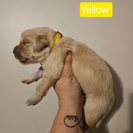 Girl 4 - Golden female Golden Retriever puppy in Hamilton, Mississippi from Keller's Retrievers
