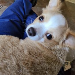Chihuahuas from Yaya's Chihuahuas