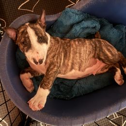 Rebel - Brindle male Miniature Bull Terrier puppy in Los Angeles, California from Triumph Miniature Bull Terriers