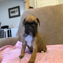 Girl 1 - Fawn female Boxer puppy in Prestonsburg, Kentucky from Bre’s Boxers