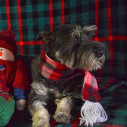 Giget - Miniature Schnauzer