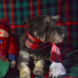 Giget - Miniature Schnauzer