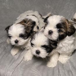 Shih Tzu Puppies from Ren