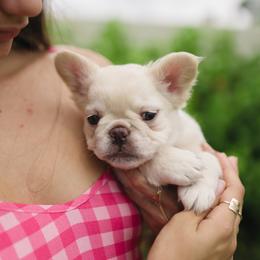 French Bulldog Puppies from Christine's French Bulldogs