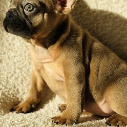 French Bulldogs from Bulldog Empire