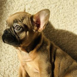 French Bulldogs from Bulldog Empire