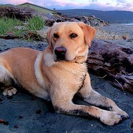 Labrador Retrievers from Wild Scenic Smith River Labadors