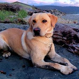 Labrador Retrievers from Wild Scenic Smith River Labadors