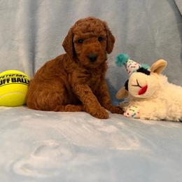 AKC Boy 3 solid - Red  male Poodle puppy in Southwest Ranches, Florida from Herringbone ‘s Poodles
