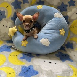Chihuahua Puppies from CMW Interstellar Kennel