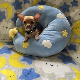 Chihuahua Puppies from CMW Interstellar Kennel