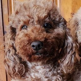 Margo - Goldendoodle