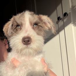 Blue Collar - Parti male Miniature Schnauzer puppy in Tacoma, Washington from AKC Nordwest Schnauzers