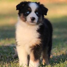 Black Tri Female - Black tri-color female Australian Shepherd puppy in Northport, Alabama from Sipsey River Australian Shepherds