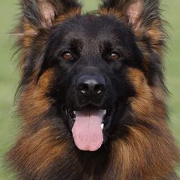Yasko - German Shepherd
