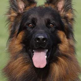 Yasko - German Shepherd
