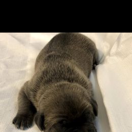 Cane Corso Puppies from Steel Cane Corso