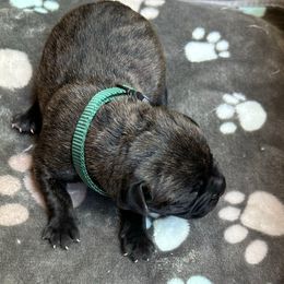 Pine Tree - Black brindle male Cane Corso puppy in Elk Grove, California from DiamondBabyCorso