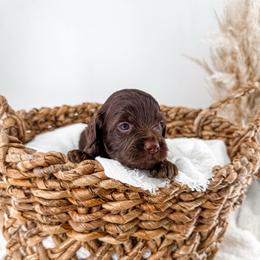 Brewed With Love- Dark Roast - Chocolate male Goldendoodle puppy in Russell Springs, Kentucky from Milk & Honey Doodles