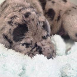 Randy - Merle male Great Dane puppy in Granby, Missouri from HCR Great Danes