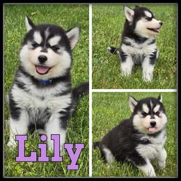 Lily - Black and white female Siberian Husky puppy in Merrill, Michigan from Haase Family Kennels
