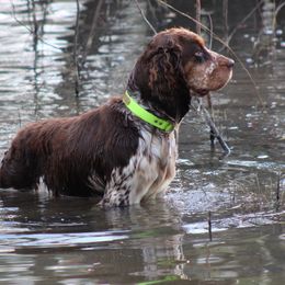 Hazel - English Springer Spaniel