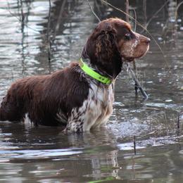 Hazel - English Springer Spaniel