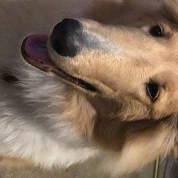 Bridget - Collie