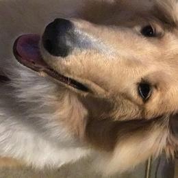 Bridget - Collie