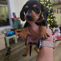 Cali - Black and tan female Dachshund puppy in Berry, Alabama from Whisper Gray