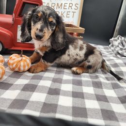 Hank - Dapple male Dachshund puppy in Smallett, Missouri from Doxie Holler