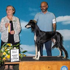 Salukis from Pamela Fredieu's Salukis