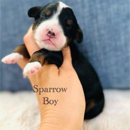 Sparrow - Tri-color male Bernedoodle puppy in Waco, Texas from Blessings Pups Doodles