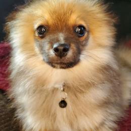 Olive - Blue sable female Pomeranian puppy in Bellevue, Iowa from Vivere Farm LLC