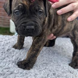 Marron collar female - Brindle female Boerboel puppy in Bon Aqua, Tennessee from Erickson Ranch Boerboels