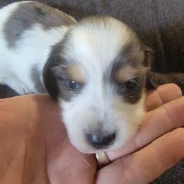 CHARLIE - Piebald male Dachshund puppy in Paradise, Texas from C and J Minis