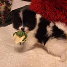 Chloe - Black parti female Pomeranian puppy in Tampa, St Petersburg, Florida from Diana's Pomeranians