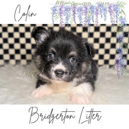 Colin - Black and white male American Corgi puppy in Greenwood, Indiana from Witch Creek Corgis