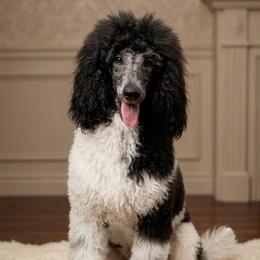 Lilli - Poodle