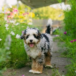 Magnolia - Bernedoodle