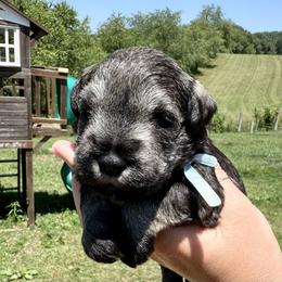 Light Blue Boy - Salt and pepper male Miniature Schnauzer puppy in Floyd, Virginia from Little River Puppies