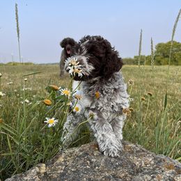 Lagotto Romagnolo and Portuguese Water Dog Puppies from Shooting Star Water Dogs