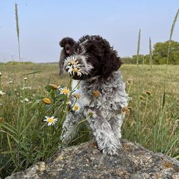 Lagotto Romagnolo and Portuguese Water Dog Puppies from Shooting Star Water Dogs
