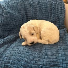 Trinity - Parti female Goldendoodle puppy in New Waverly, Texas from C.P. Puppy Buddies