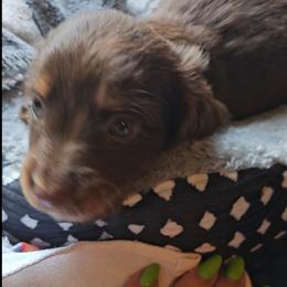 Jupiter - Chocolate and tan male Dachshund puppy in Strong, Arkansas from Dachshunds R Us