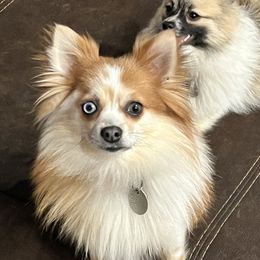 Rosie - Pomeranian